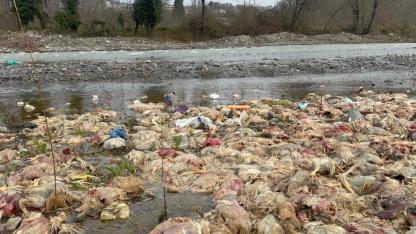 Çay yatağına atılmış onlarca tavuk ölüsü endişe yarattı