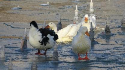Çevresindeki illere kar yağdı soğuğunu Konya çekti