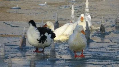 Çevresindeki illere kar yağdı soğuğunu Konya çekti