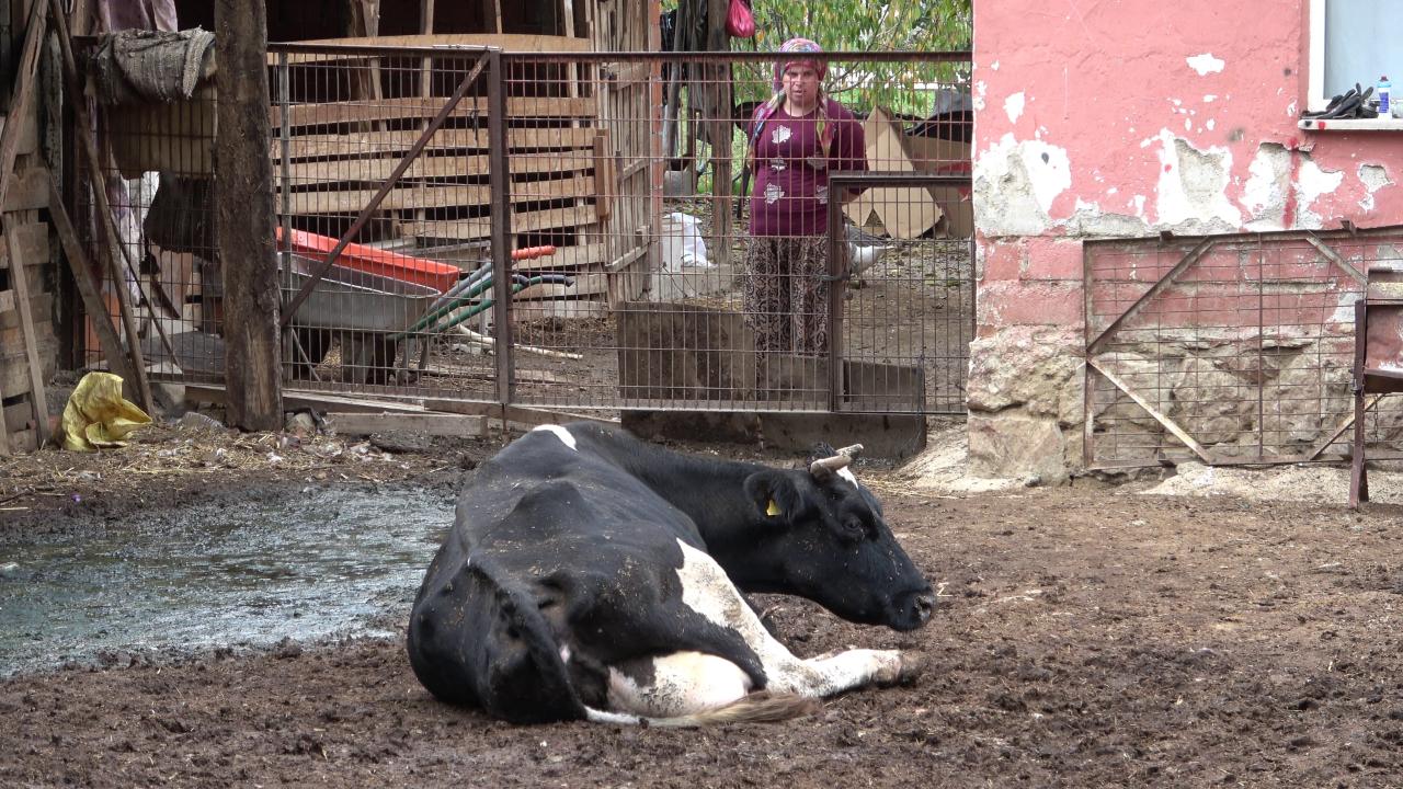 CHP'li Gürer: ABD'ye göre hayvan sayısı 2 milyon azaldı