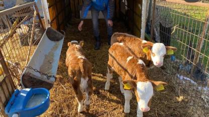 Edirne'de bir sığır üçüz doğurdu