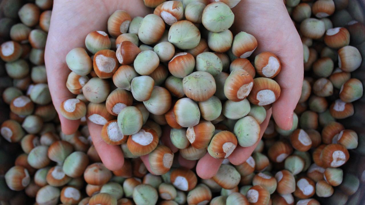 Fındıkta işler pek iyi gitmiyor