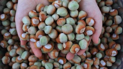 Fındıkta işler pek iyi gitmiyor