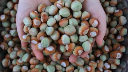 Fındıkta işler pek iyi gitmiyor