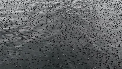 Halı gibi denizin yüzeyini kapladılar