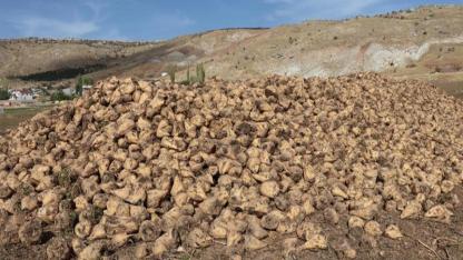 Kaçak pancar ekimi yaptırıp 50 milyon lira zarara uğrattılar