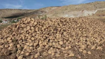 Kaçak pancar ekimi yaptırıp 50 milyon lira zarara uğrattılar