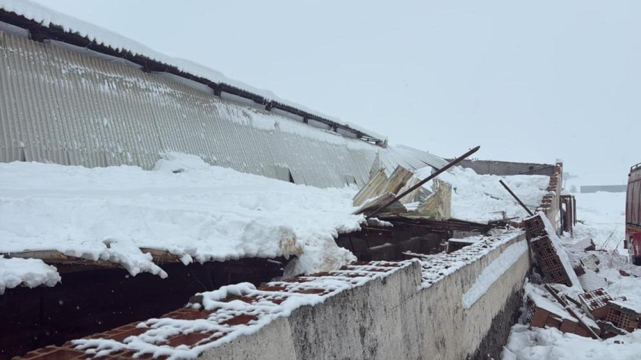 Kar yağışı 11 büyükbaş hayvanı telef etti