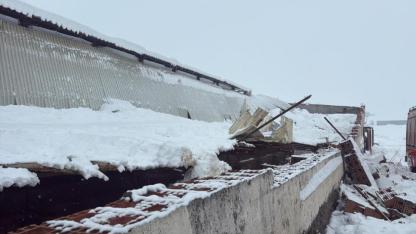 Kar yağışı 11 büyükbaş hayvanı telef etti