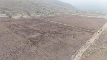 Karaman'da yaban domuzu sürüsü tarlayı "harita"ya çevirdi