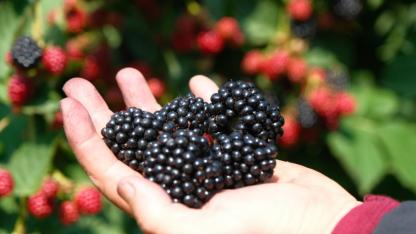 Kestel'de ahududu üretimi Sırbistan modeliyle artırılacak