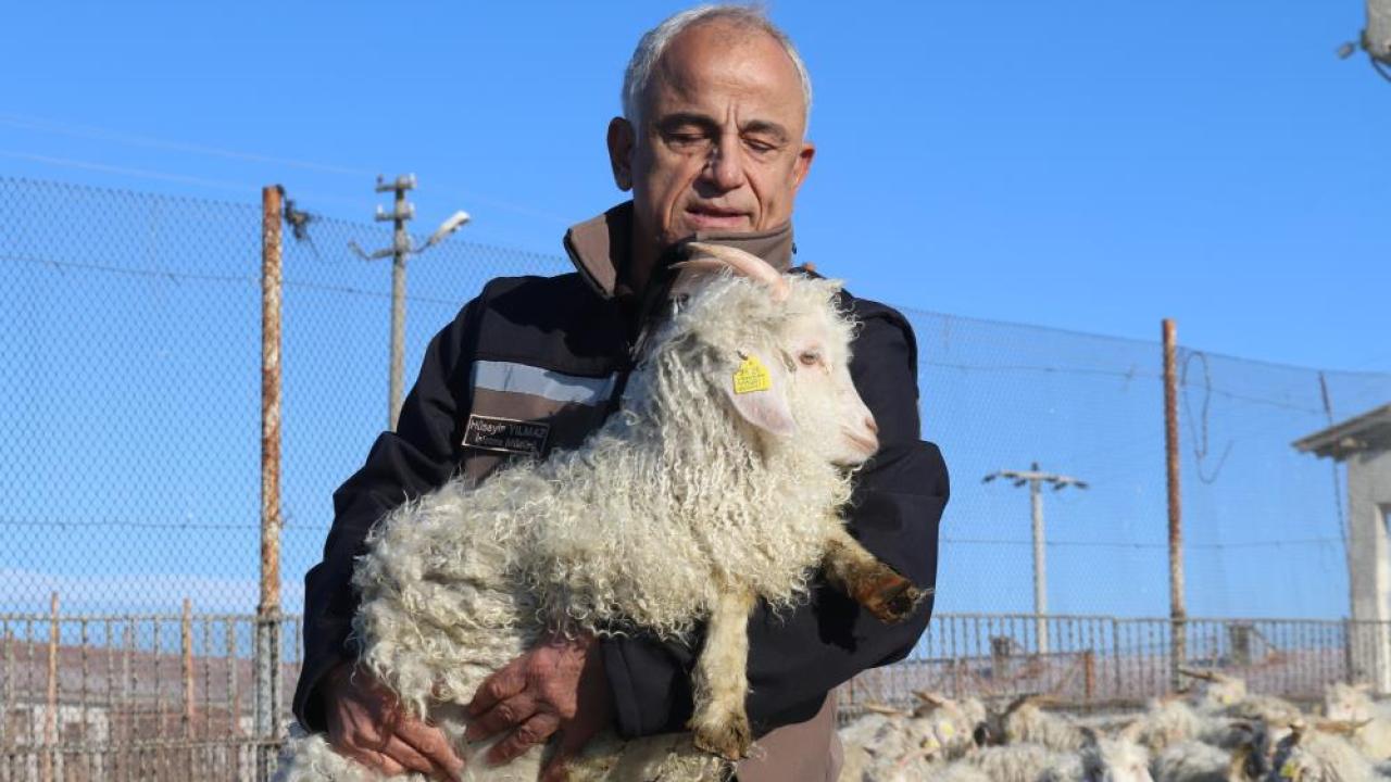 Koruma altındaki Ankara keçilerinin 600 yavrusu olacak