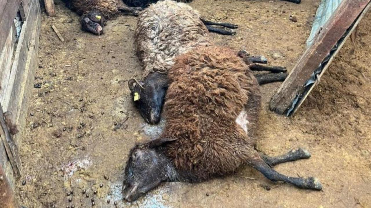 Köye inen kurt sürüsü 130 koyunu telef etti