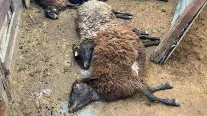 Köye inen kurt sürüsü 130 koyunu telef etti