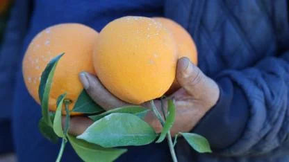 Kozan portakalında hasat başladı