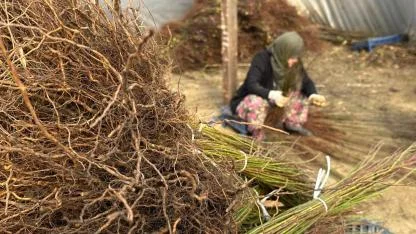 Kurulan her meyve bahçesinde "Cerrah" imzası var