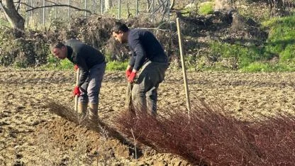 Kurulan her meyve bahçesinde "Cerrah" imzası var