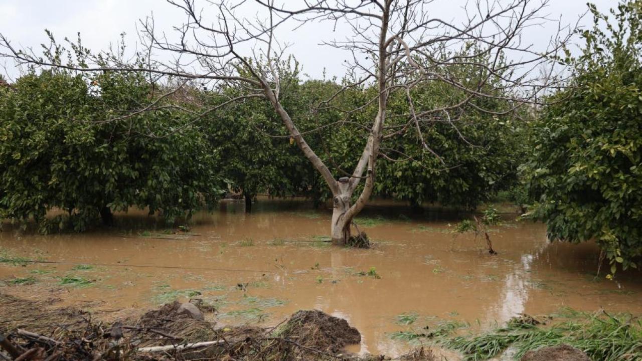 Kuşadası'nda meyve bahçeleri adeta göle döndü