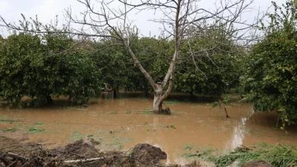 Kuşadası'nda meyve bahçeleri adeta göle döndü