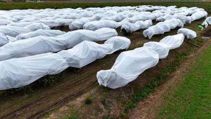 Limon için 2 milyon liralık pervane yerine file yaptırdı