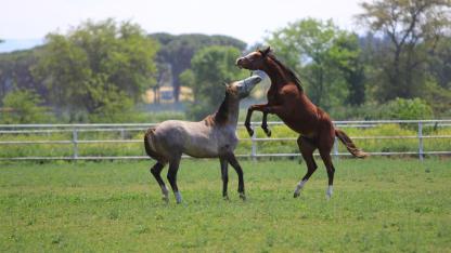 "Lonj", "abraş", "telefat" ve niceleri Tigem Sözlük'te