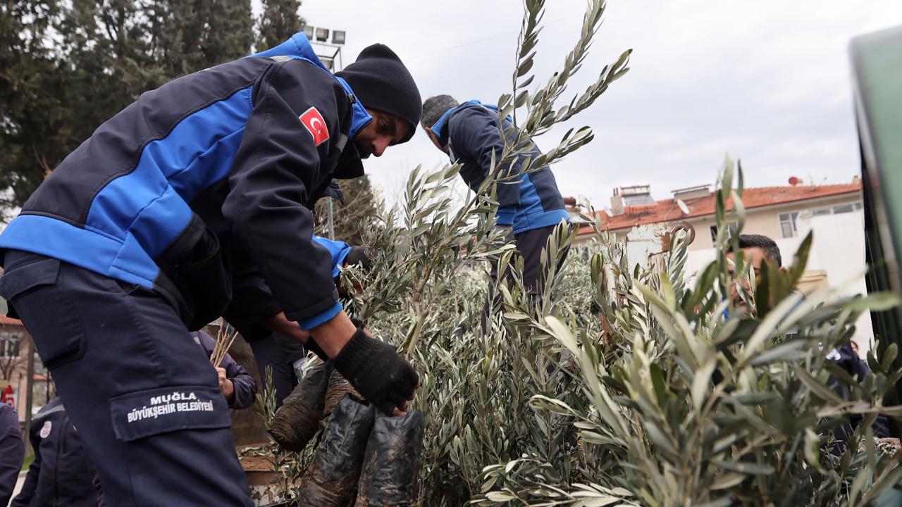 Muğla'da Büyükşehir 159 bin zeytin ve ceviz fidanı dağıttı