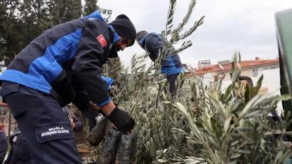 Muğla'da Büyükşehir 159 bin zeytin ve ceviz fidanı dağıttı