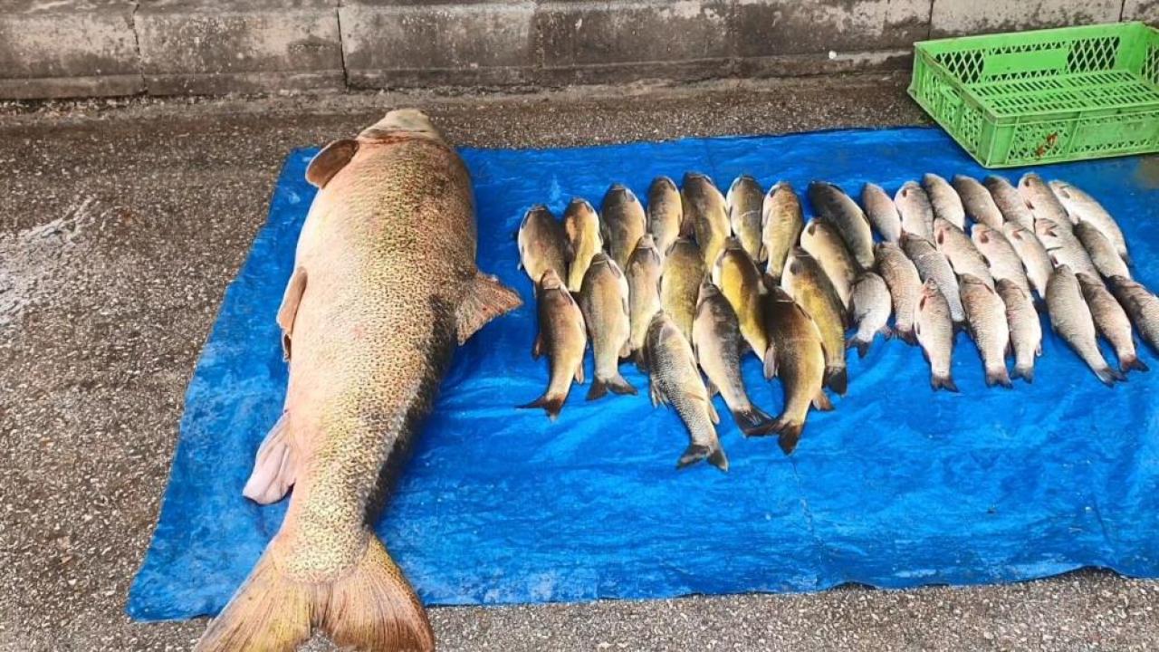 Murat Nehri’nde oltaya 52 kiloluk dev turna balığı takıldı