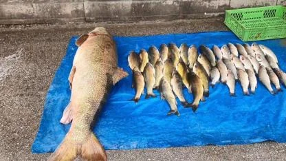 Murat Nehri’nde oltaya 52 kiloluk dev turna balığı takıldı