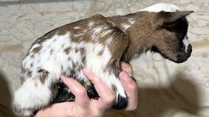 Ne eti ne sütü için besleniyorlar; küçükler çok seviliyorlar