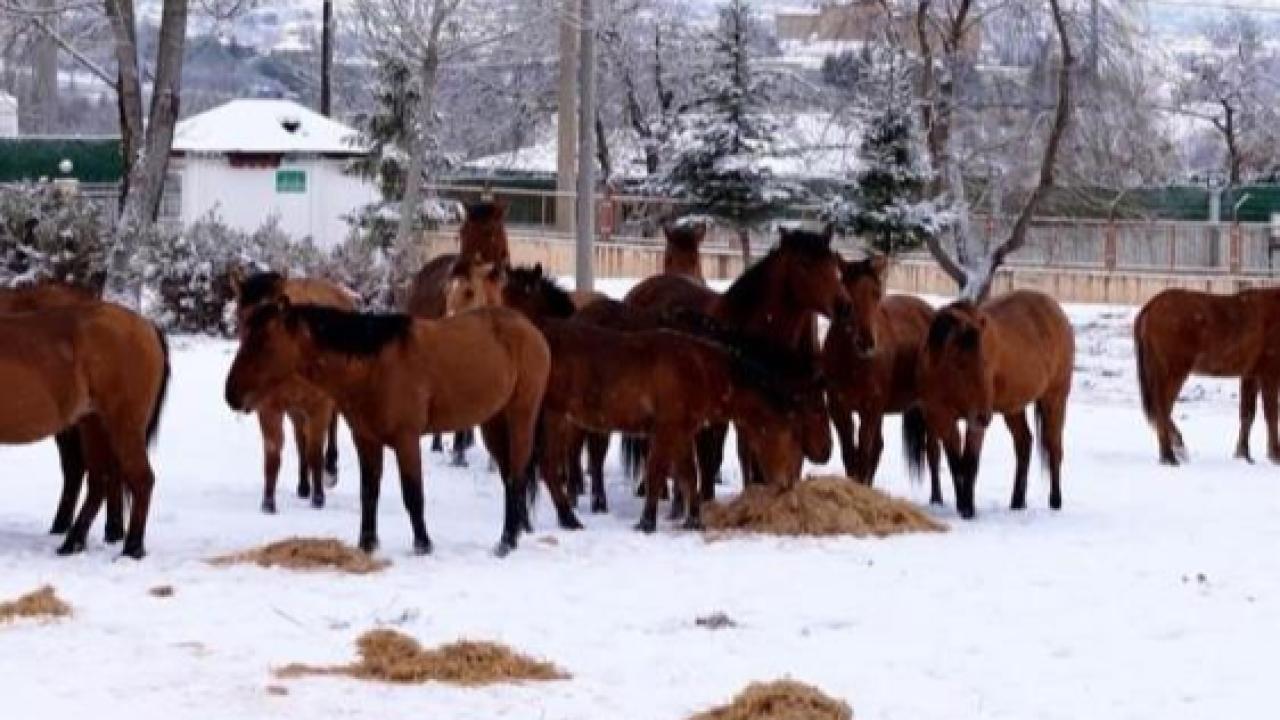 Okul bahçesine giren yılkı atları samanla beslendi