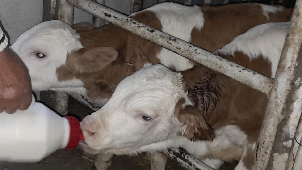 Ölü buzağıyla üzüldüler ikiz doğumla sevindiler