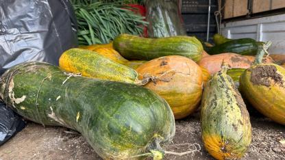 Osmangazi'de 30 kilogramlık Kıbrıs bal kabağı yetiştirildi