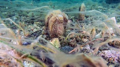 Pinalar son sığınağı Marmara'da çoğalıyor; umut oluyor