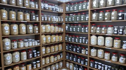 Muğla Büyükşehir şubatta 3 milyon ata tohumu dağıtacak