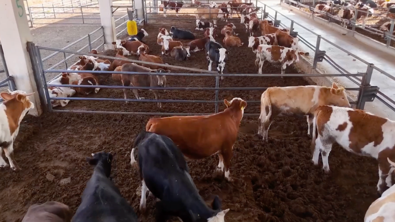 Şanlıurfa Besi OTB'de kırmızı et üretimi 36 bin tona çıkacak