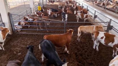 Şanlıurfa Besi OTB'de kırmızı et üretimi 36 bin tona çıkacak