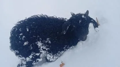 Soğuğa ve fırtınaya 3 gün dayanan "Mucize"yi annesi reddetti