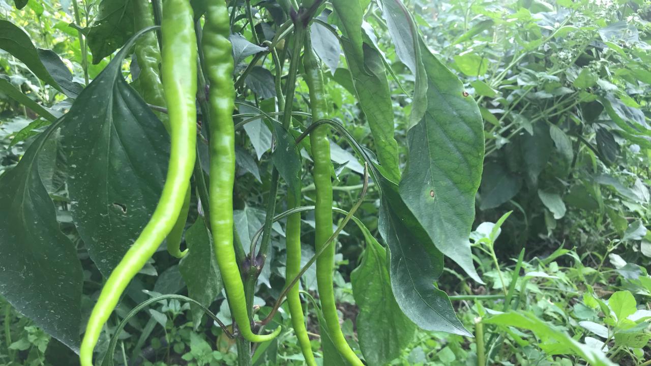 Soğuk, fırtına, dolu ve yağışlar, sebzede fiyatları zıplattı