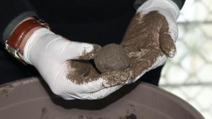 Bu toplar doğayı yeşillendirecek hayvanlara yemek olacak