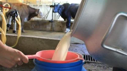 Trakya ve Ege'den süt firmaları Adana'da süt arıyor