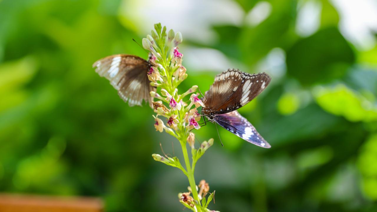 Tropikal Kelebek Bahçesi'ni 603 bin kişi ziyaret etti