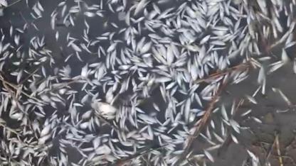 Uluabat Deresi'nde binlerce balığın ölmesi endişe yarattı