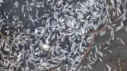 Uluabat Deresi'nde binlerce balığın ölmesi endişe yarattı