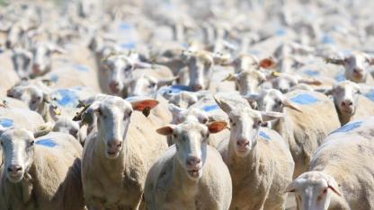 Yağlı kuyruklu küçükbaş hayvanlarda ihracat talebi