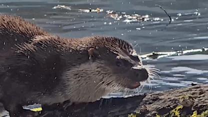 Yedigöller Milli Parkı'nda su samuru görüntülendi