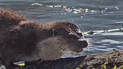 Yedigöller Milli Parkı'nda su samuru görüntülendi