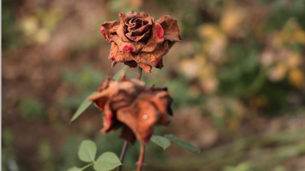 14 Şubat sevgili güllerini don vurdu üretim azaldı