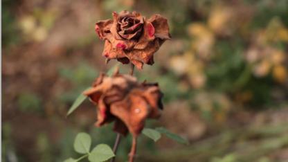 14 Şubat sevgili güllerini don vurdu üretim azaldı
