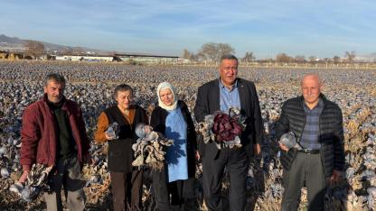 25 dönüm karalahanası tarlada çürüyen çiftçi çaresiz